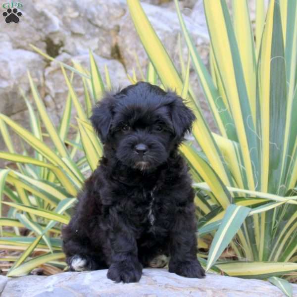 Jordan, Shih-Poo Puppy