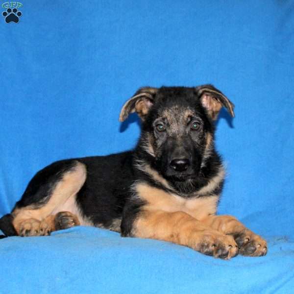 Jordan, German Shepherd Puppy