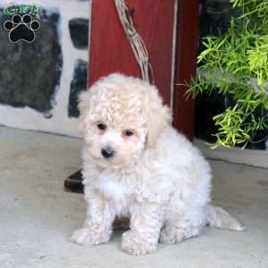Jordan, Bich-Poo Puppy