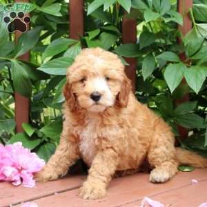 Jordan, Mini Goldendoodle Puppy