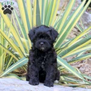 Jordan, Shih-Poo Puppy