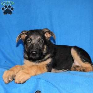 Jordan, German Shepherd Puppy