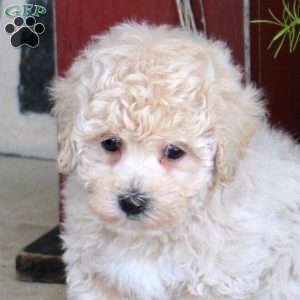 Jordan, Bich-Poo Puppy