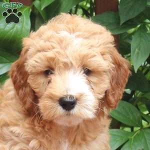 Jordan, Mini Goldendoodle Puppy
