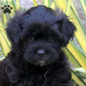 Jordan, Shih-Poo Puppy