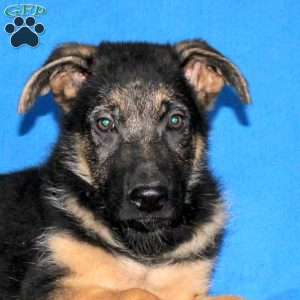 Jordan, German Shepherd Puppy