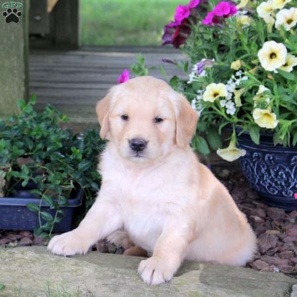 Joselyn, Golden Retriever Puppy