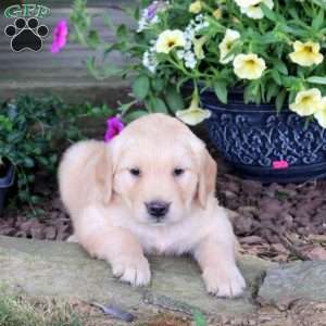 Joselyn, Golden Retriever Puppy