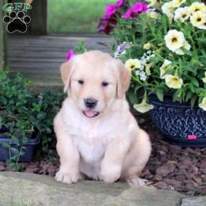 Joselyn, Golden Retriever Puppy