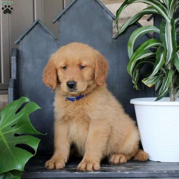 Josh, Golden Retriever Puppy