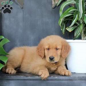 Josh, Golden Retriever Puppy