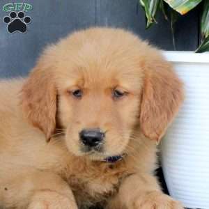 Josh, Golden Retriever Puppy