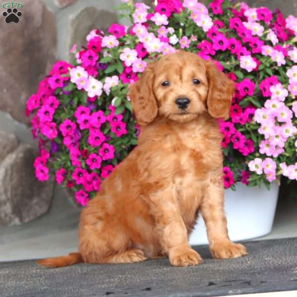 Josh, Mini Goldendoodle Puppy