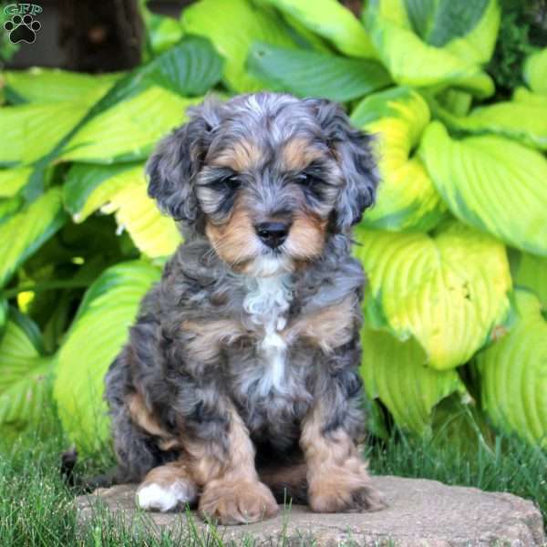 Josiah, Cavapoo Puppy