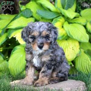 Josiah, Cavapoo Puppy