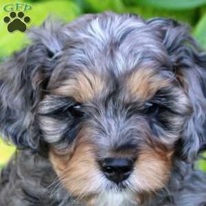 Josiah, Cavapoo Puppy