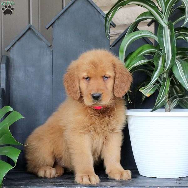 Josie, Golden Retriever Puppy