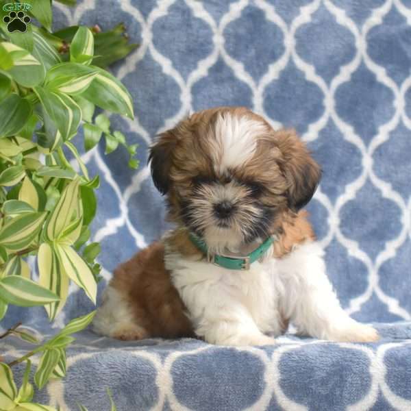Joy, Shih Tzu Puppy