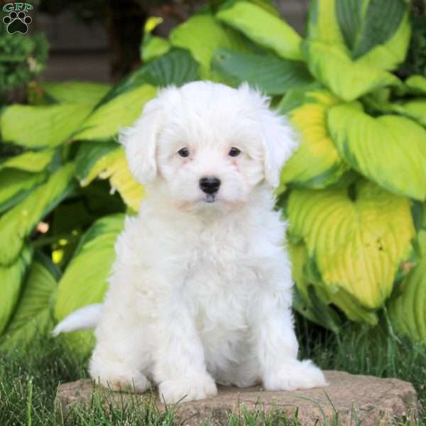 Joy, Cavapoo Puppy