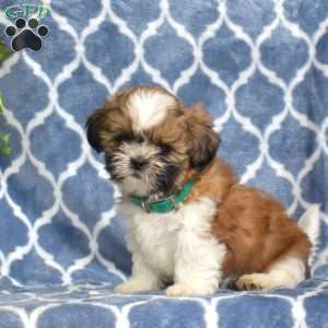 Joy, Shih Tzu Puppy