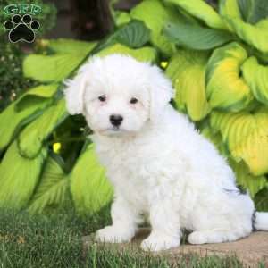 Joy, Cavapoo Puppy