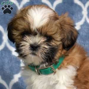 Joy, Shih Tzu Puppy