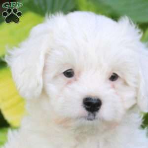 Joy, Cavapoo Puppy