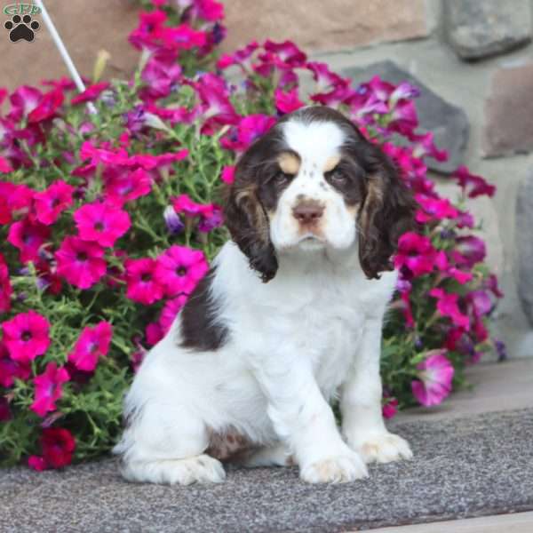 Joy, Cocker Spaniel Puppy