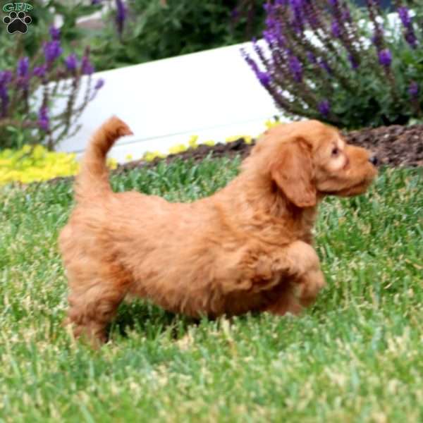 Joy, Mini Goldendoodle Puppy