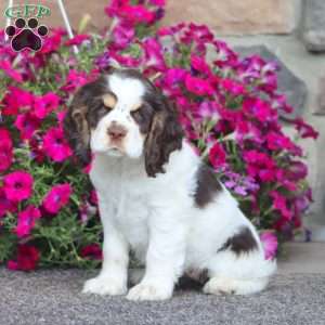 Joy, Cocker Spaniel Puppy