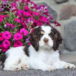 Joy, Cocker Spaniel Puppy