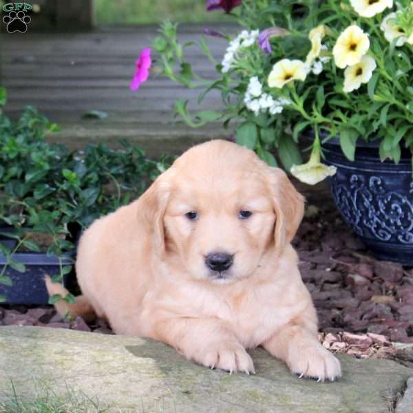 Jubilee, Golden Retriever Puppy