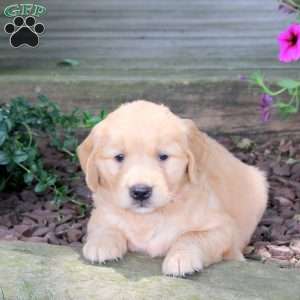 Jubilee, Golden Retriever Puppy