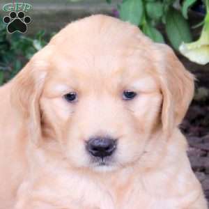 Jubilee, Golden Retriever Puppy