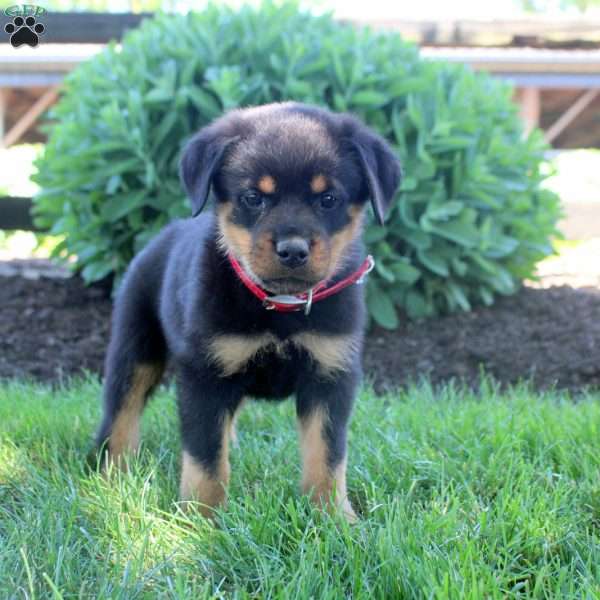 Judah, Rottweiler Puppy