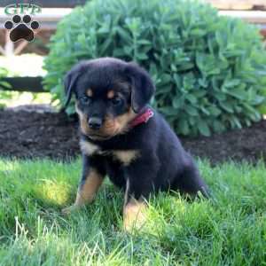 Judah, Rottweiler Puppy