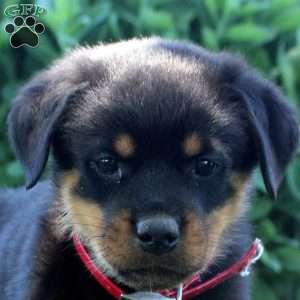 Judah, Rottweiler Puppy