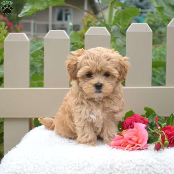 Judy, Maltipoo Puppy