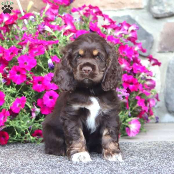Julie, Cocker Spaniel Puppy