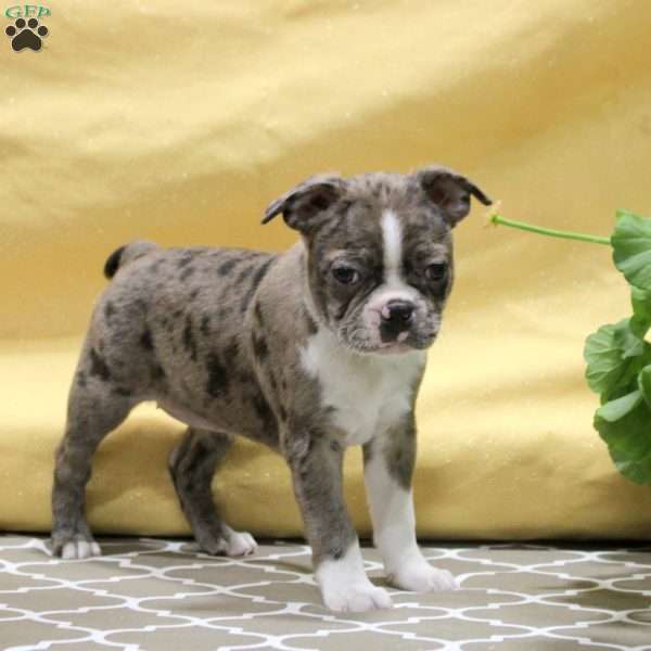 Juliet, Boston Terrier Puppy