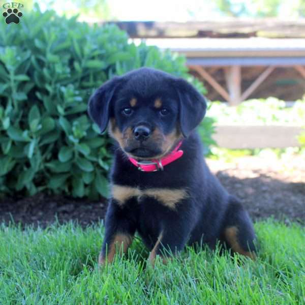 Juliet, Rottweiler Puppy