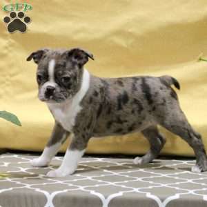 Juliet, Boston Terrier Puppy