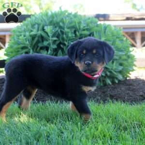 Juliet, Rottweiler Puppy