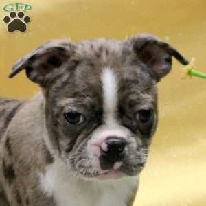 Juliet, Boston Terrier Puppy