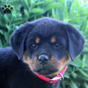 Juliet, Rottweiler Puppy