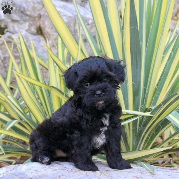 Jumper, Shih-Poo Puppy