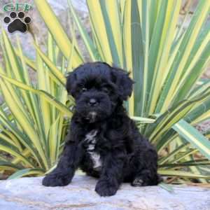 Jumper, Shih-Poo Puppy
