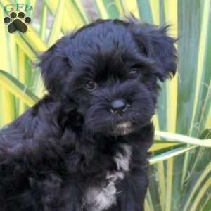 Jumper, Shih-Poo Puppy