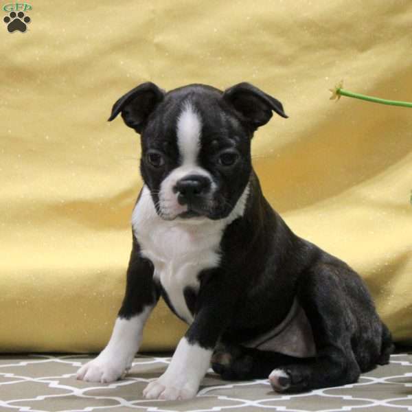 June, Boston Terrier Puppy