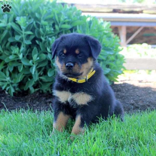 June, Rottweiler Puppy